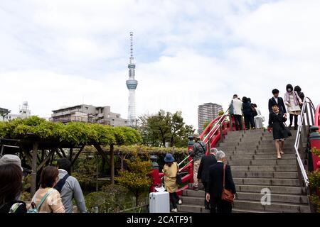 Tokyo, Japan, May 1, 2019 : Unidentified tourist travel to see bloom fuji wisteria at Kameido Tenjin shrine with Tokyo skytree and blue sky as backgro Stock Photo