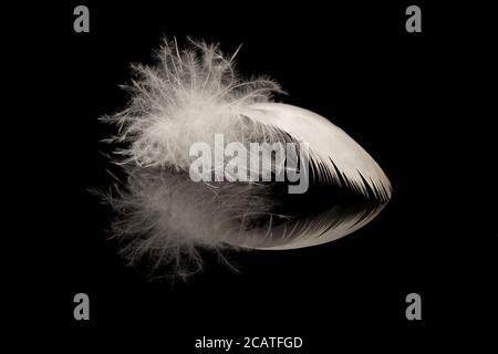 One white bird’s feather on a black reflective surface Stock Photo