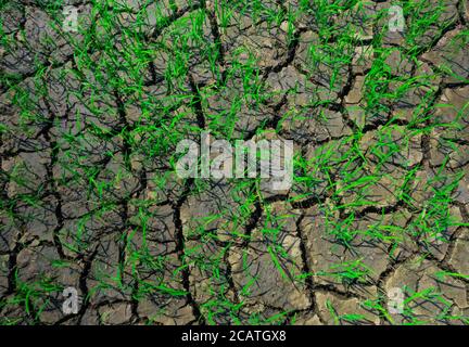 Contraction cracks in dry earth, caused by below-average precipitation in a region, with some of the green grass manage to survive. Stock Photo