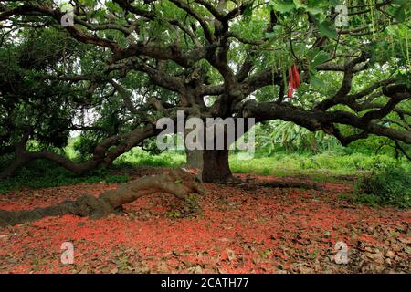 Over 100-year-old big Rain Tree (Samanea Saman) Stock Photo