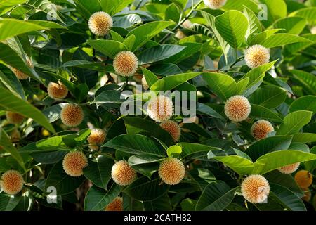 Neolamarckia cadamba also known as Anthocephalus cadamba, or Kodom flower of Bangladesh. Stock Photo