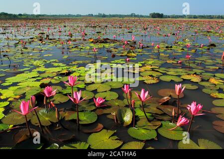 Stock Photo - Lotus, Nelumbo nucifera, locally known as 'Padma', is an aquatic nymphaceous plant, found in the lowlands of Bangladesh. Stock Photo