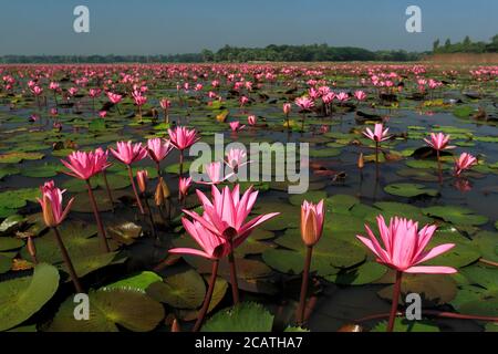 Stock Photo - Lotus, Nelumbo nucifera, locally known as 'Padma', is an aquatic nymphaceous plant, found in the lowlands of Bangladesh. Stock Photo