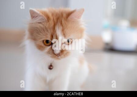 Close-up a Persian cat looking Stock Photo