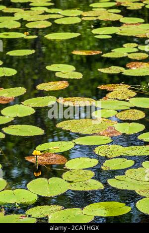 Lily pads floating in a pound Stock Photo