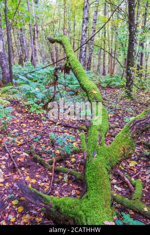 Fallen tree covered in green moss Stock Photo