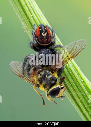 Vertical image of a female Johnson's jumping spider (Phiddipus johnsoni), hanging from a plant stem with a hover fly (Syrphidae) it has killed. Delta, Stock Photo