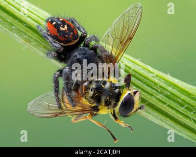 Female Johnson's jumping spider (Phiddipus johnsoni) feeding on a hover fly (Syrphidae). Delta, British Columbia, Canada Stock Photo