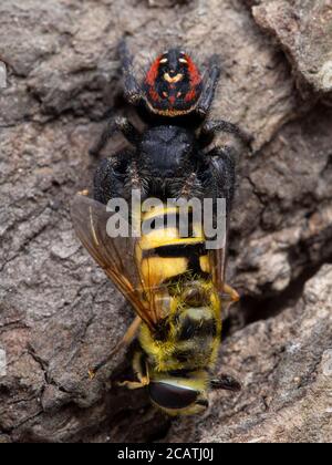 Vertical image of a female Johnson's jumping spider (Phiddipus johnsoni), climbing on tree bark with a hover fly (Syrphidae) it has killed. Delta, Bri Stock Photo