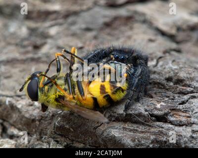 Female Johnson's jumping spider (Phiddipus johnsoni), on bark with a large hover fly (Syrphidae) it has killed. Delta, British Columbia, Canada Stock Photo