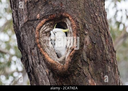 Sulphur-crested Cockatoo pair preening in heart shaped nest hole Stock Photo