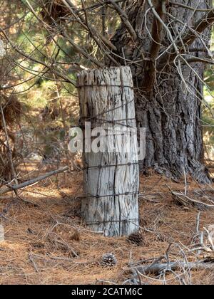 Old fence post covered in rusting wire Stock Photo