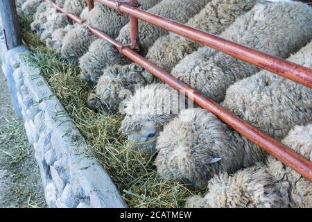 Close up image of group of sheeps eating a grass from a fence at Daegwallyeong Sheep Farm,South Korea. Stock Photo