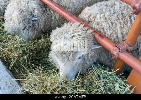 Baby sheep eating grass from a pen in South Korea. Stock Photo