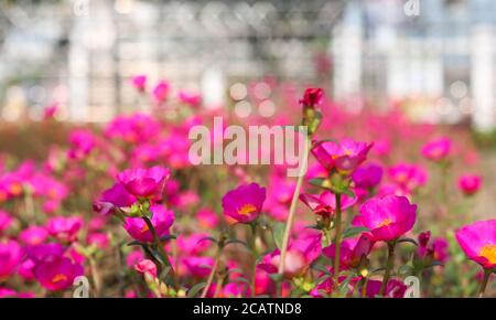Blossom pinkish Moss Rose at Garden. Stock Photo