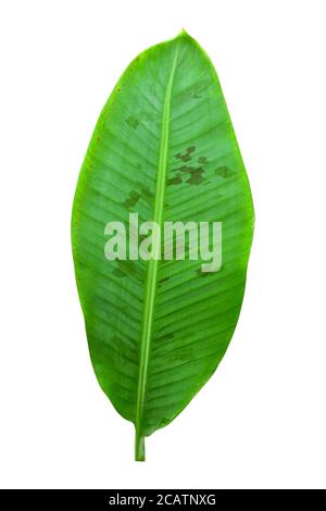 Green banana leaves with unique motifs, isolated on a white background, clipping path included Stock Photo