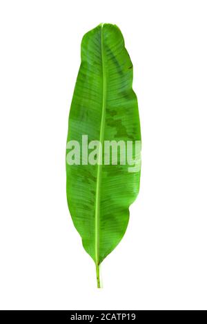 Green banana leaves with unique motifs, isolated on a white background, clipping path included Stock Photo