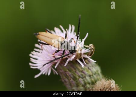 A male Red-brown Longhorn Beetle, Stictoleptura rubra, nectaring on a thistle flower.