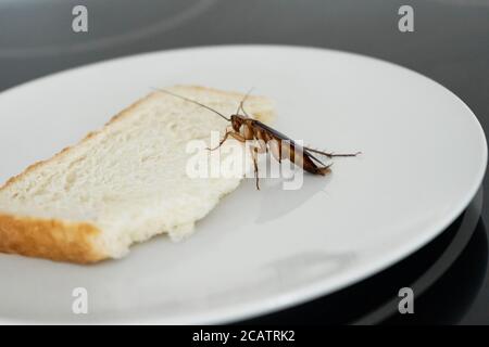Cockroach on a Piece of Bread Stock Photo - Alamy