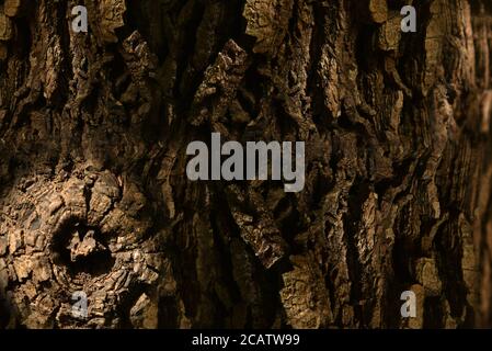 Natural Wood background stock image with text space. Stock Photo