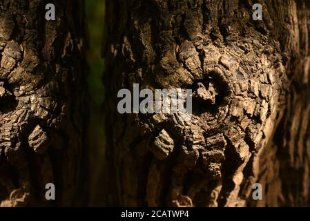 Natural Wood background stock image . Stock Photo