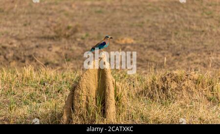 Indian Roller Coracias Benghalensis Sitting on the top of Giant Ant Hill with Blurred Background Stock Photo