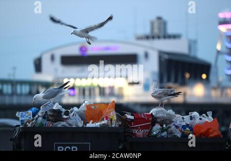 Seagulls fly around waste ready to be collected on Bournemouth beach in Dorset. Stock Photo