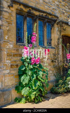 Close-up view of pink to red hollyhocks (Alcea rosea) growing against a wall in Chipping Campden, a market town in the Cotswolds in Gloucestershire Stock Photo