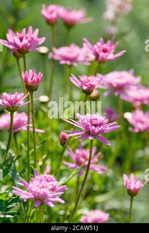 Pink flowered Argyranthemum 'Vancouver'. Marguerite 'Vancouver' Stock Photo