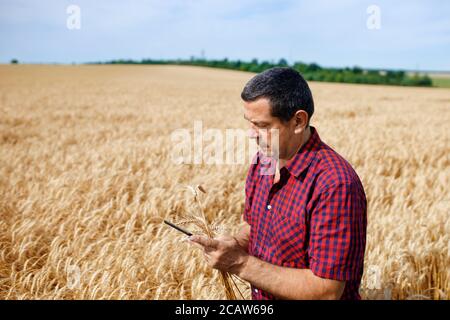 farmer in wheat field Stock Photo