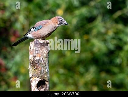 A beautiful young wild jay standing on a tree trunk looking for food on an early Norfolk summers day. Stock Photo