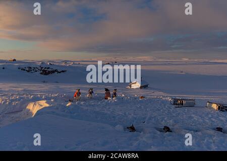 Sled dogs in Lapland, Sweden