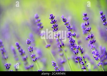 Lavender flower (Lavandula angustifolia, Hidcote) in closeup, macro photography with selective focus and soft bokeh background. Stock Photo