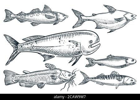 Sea fishes set, isolated on white background. Hand drawn sketch vector illustration. Seafood market food design elements. Doodle drawing of catfish, d Stock Vector