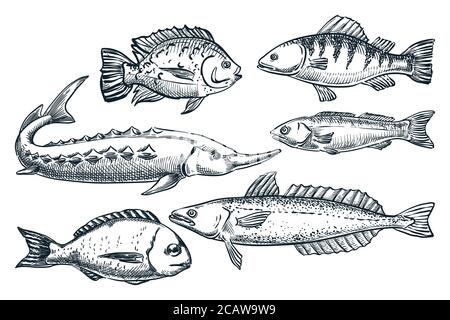 Sea fishes set, isolated on white background. Hand drawn sketch vector illustration. Seafood market food design elements. Doodle drawing of sturgeon, Stock Vector