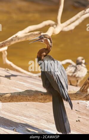 white breasted cormorant at san diego zoo Stock Photo