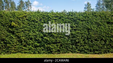 Thick tall spruce hedge at Summer , Finland Stock Photo