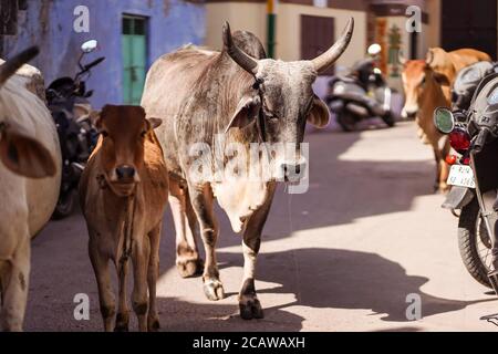 Jodhpur / India - March 18, 2020: Cows in the streets of Jodhpur Stock Photo