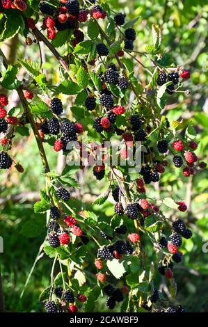 Boysenberries (rubus ursinus x idaeusare) ripening on canes; a hybrid of  European raspberry, blackberry, American dewberry and loganberry. Stock Photo