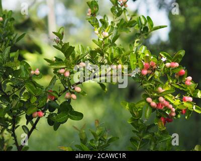 Red fruit Rain drops on Bengal Currant, Karanda Carunda Christ's thorn fruit blooming in garden fresh on blurred nature background Stock Photo