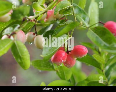 Red fruit Rain drops on Bengal Currant, Karanda Carunda Christ's thorn fruit blooming in garden fresh on blurred nature background Stock Photo