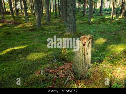 Old tree stump in spruce forest where ground is covered with green moss at Summer , Finland Stock Photo