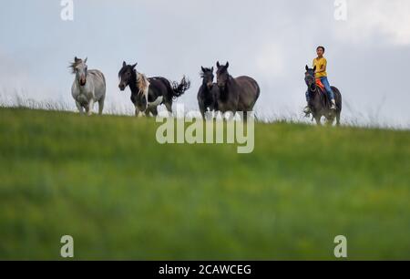 (200809) -- XILIN GOL, Aug. 9, 2020 (Xinhua) -- Xilinhua herds horses on the Baiyinxile grassland in Xilinhot, north China's Inner Mongolia Autonomous Region, Aug. 4, 2020. Summer vationtion has been Xilinhua's favorite time of year. In order to attend middle school, the 14-year-old lives most of the time with her grandparents in downtown Xilinhot, separated from her parents who run a ranch on the Baiyinxile pasture. Therefore, summer means both relaxation and reunion to the seventh grader.   Xilinhua's father Gangsuhe is a famous horse rider. Learning from him, Xilinhua had also mastered eque Stock Photo