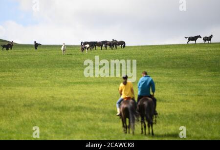 (200809) -- XILIN GOL, Aug. 9, 2020 (Xinhua) -- Xilinhua (L) and his father Gangsuhe ride horses on the Baiyinxile grassland in Xilinhot, north China's Inner Mongolia Autonomous Region, Aug. 4, 2020. Summer vationtion has been Xilinhua's favorite time of year. In order to attend middle school, the 14-year-old lives most of the time with her grandparents in downtown Xilinhot, separated from her parents who run a ranch on the Baiyinxile pasture. Therefore, summer means both relaxation and reunion to the seventh grader. Xilinhua's father Gangsuhe is a famous horse rider. Learning from him, Xili Stock Photo