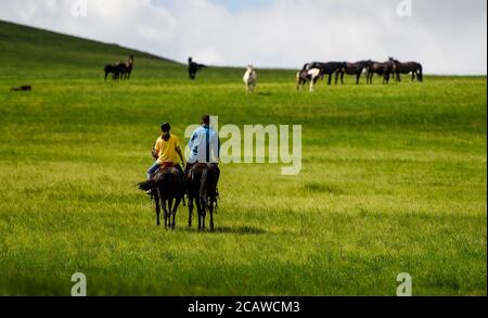 (200809) -- XILIN GOL, Aug. 9, 2020 (Xinhua) -- Xilinhua (L) and his father Gangsuhe ride horses in their family ranch on the Baiyinxile grassland in Xilinhot, north China's Inner Mongolia Autonomous Region, Aug. 4, 2020. Summer vationtion has been Xilinhua's favorite time of year. In order to attend middle school, the 14-year-old lives most of the time with her grandparents in downtown Xilinhot, separated from her parents who run a ranch on the Baiyinxile pasture. Therefore, summer means both relaxation and reunion to the seventh grader.   Xilinhua's father Gangsuhe is a famous horse rider. L Stock Photo