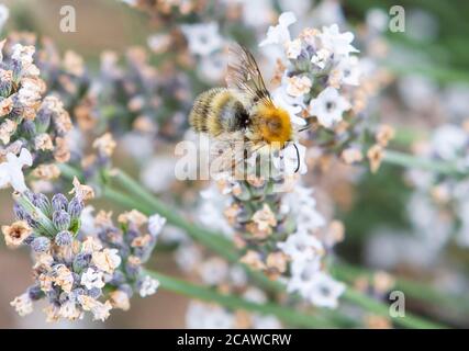 Bee on tiny white flowers Stock Photo