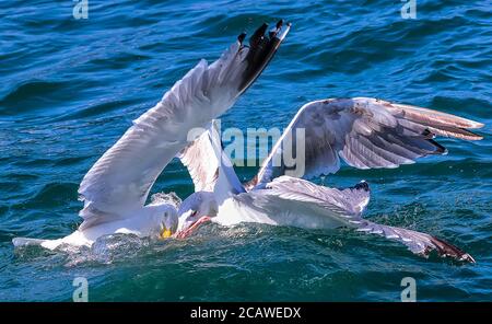 Diving seagull and black-legged kittiwake in North Sea. England, UK Stock Photo