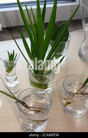 Many types of cactus in small pots, placed on an old wooden table on a bokeh background from a green tree. Stock Photo