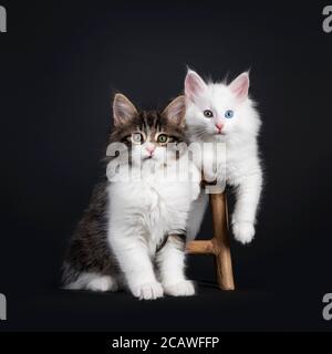 Cute black tabby blotched with white and solid white odd eyed Norwegian Forestcat kittens, sitting / laying on and beside little wooden stool. Both lo Stock Photo