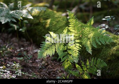 August in the forest, fern leaves and a lying tree trunk overgrown with moss, the bottom of a summer forest Stock Photo